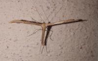 Emmelina monodactyla