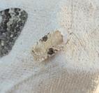 Agonopterix alstroemeriana
