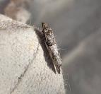 Phaneta pauperana