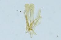 Phyllonorycter maestingella
