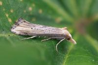 Cochylimorpha decolorella