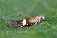 Aproaerema polychromella