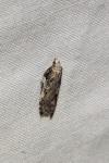 Acleris cristana