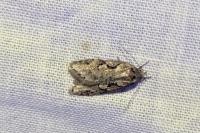 Semioscopis steinkellneriana