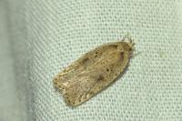 Agonopterix