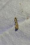 Tinea trinotella