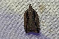 Acleris umbrana