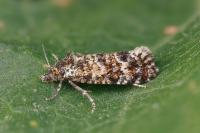 Aethes margarotana