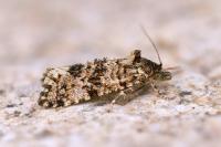 Aethes margarotana