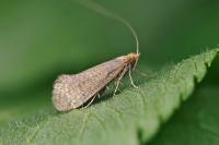 Nematopogon adansoniella