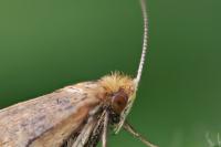 Nematopogon adansoniella