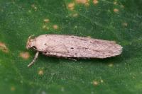 Platyedra subcinerea