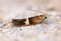 Aproaerema polychromella