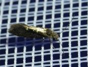 Dyseriocrania subpurpurella