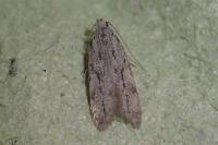 Teleiodes saltuum