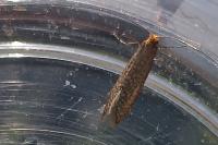 Nematopogon adansoniella