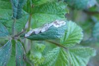 Stigmella aurella