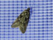 Cnephasia