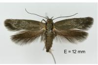 Scythris dorycniella