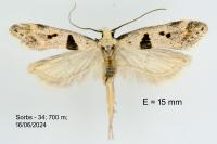 Mirificarma cytisella