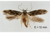 Carpatolechia fugacella