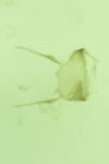 Lobesia indusiana/limoniana