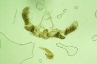 Lobesia indusiana/limoniana