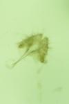 Lobesia indusiana/limoniana