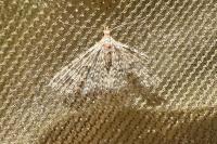 Alucita hexadactyla