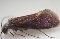 Eriocrania semipurpurella