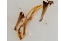 Eriocrania semipurpurella