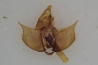 Diurnea fagella