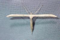 Emmelina monodactyla