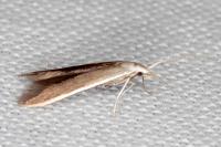 Coleophora albella