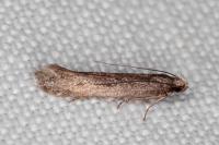 Oxypteryx helotella