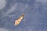 Micropterix tunbergella