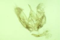 Hellinsia coniodactyla