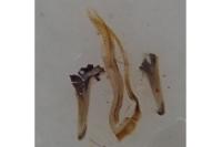 Eriocrania semipurpurella