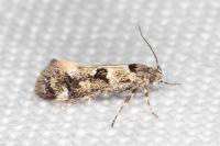 Denisia lutea