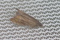 Grapholita gemmiferana