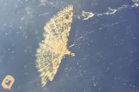 Alucita hexadactyla