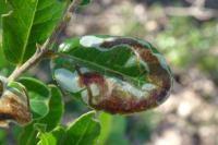 Metriochroa latifoliella