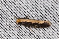 Monopis crocicapitella