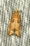 Acroclita subsequana
