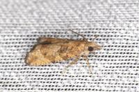 Acroclita subsequana
