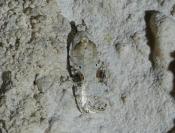 Agonopterix alstroemeriana