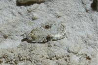Agonopterix alstroemeriana