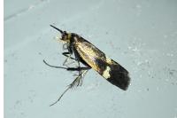 Nemophora raddaella