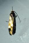Nemophora raddaella