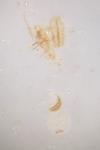 Semioscopis strigulana